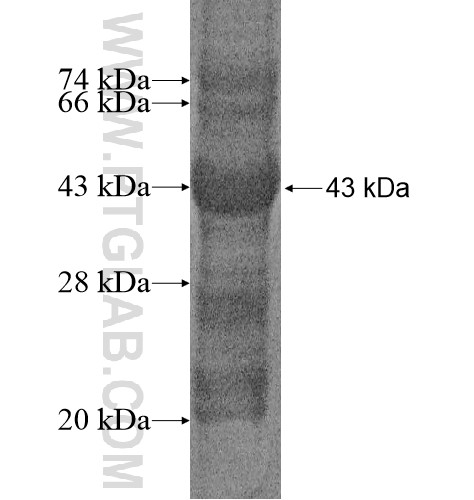 SLC35F5 fusion protein Ag14544 SDS-PAGE SLC35F5 fusion protein Ag14544 SDS-PAGE