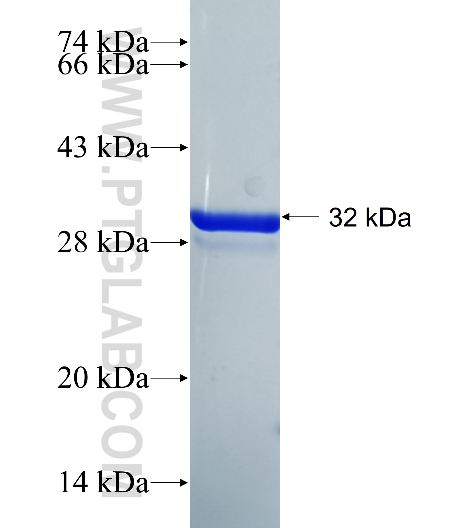 SLC35F6 fusion protein Ag40155 SDS-PAGE