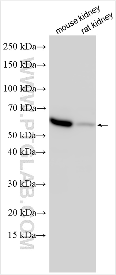 WB analysis using 21352-1-AP