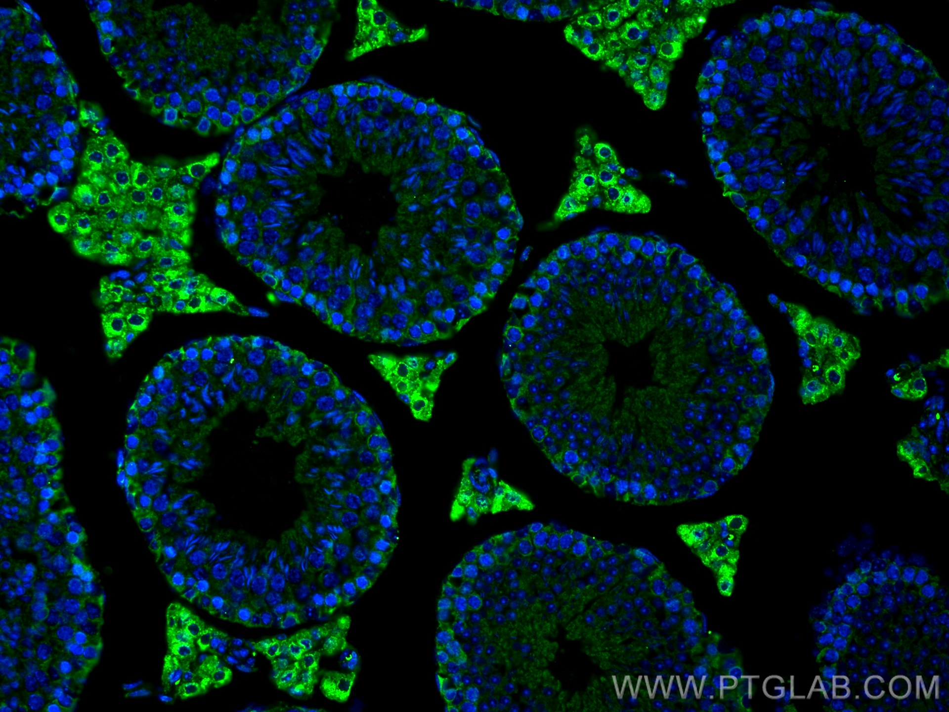 IF Staining of mouse testis using 67929-1-Ig