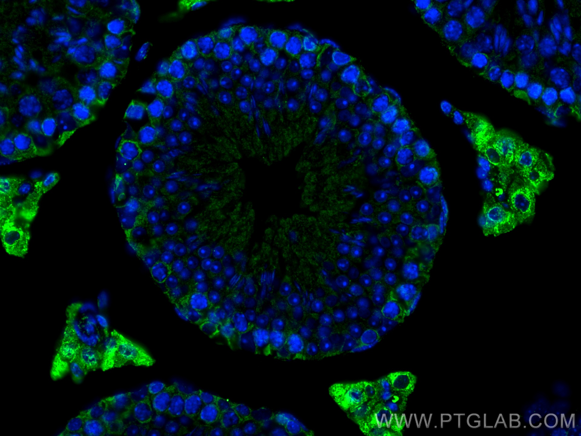 IF Staining of mouse testis using 67929-1-Ig
