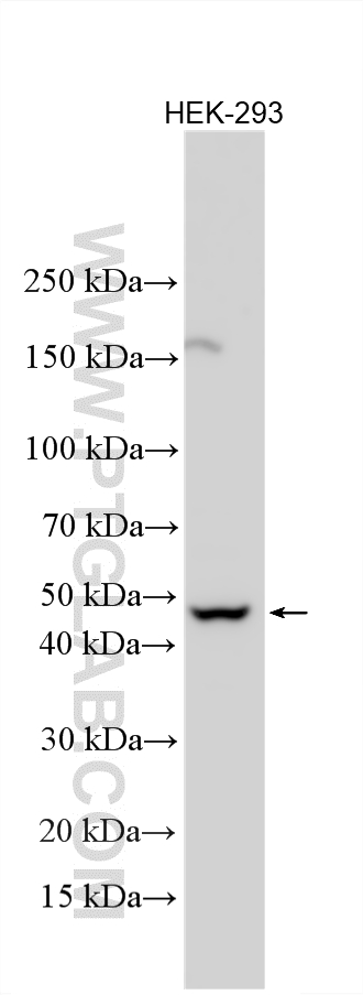 WB analysis using 24066-1-AP