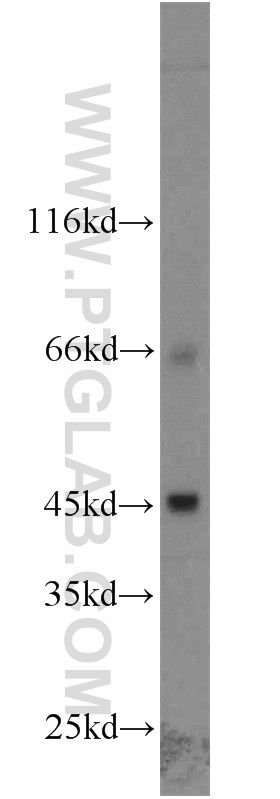 WB analysis of A549 using 24066-1-AP