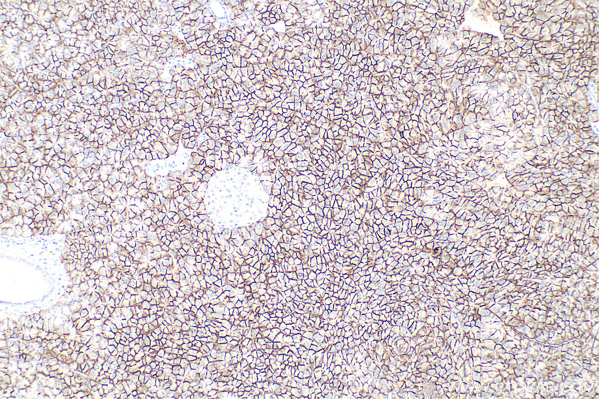 IHC staining of mouse pancreas using 28102-1-AP