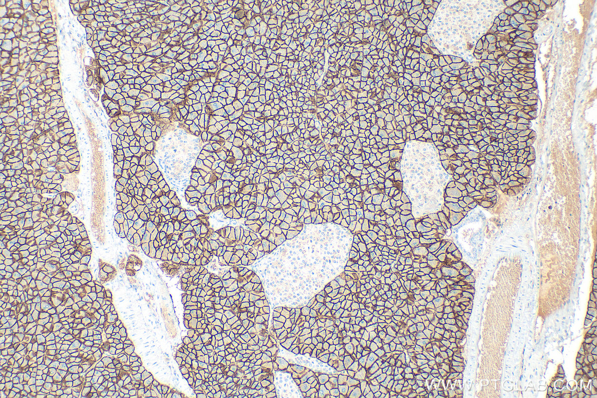 Immunohistochemical analysis of paraffin-embedded mouse pancreas tissue slide using 28102-1-AP (SLC38A5 antibody) at dilution of 1:2000 (under 10x lens). Heat mediated antigen retrieval with Tris-EDTA buffer (pH 9.0). IHC staining of mouse pancreas using 28102-1-AP