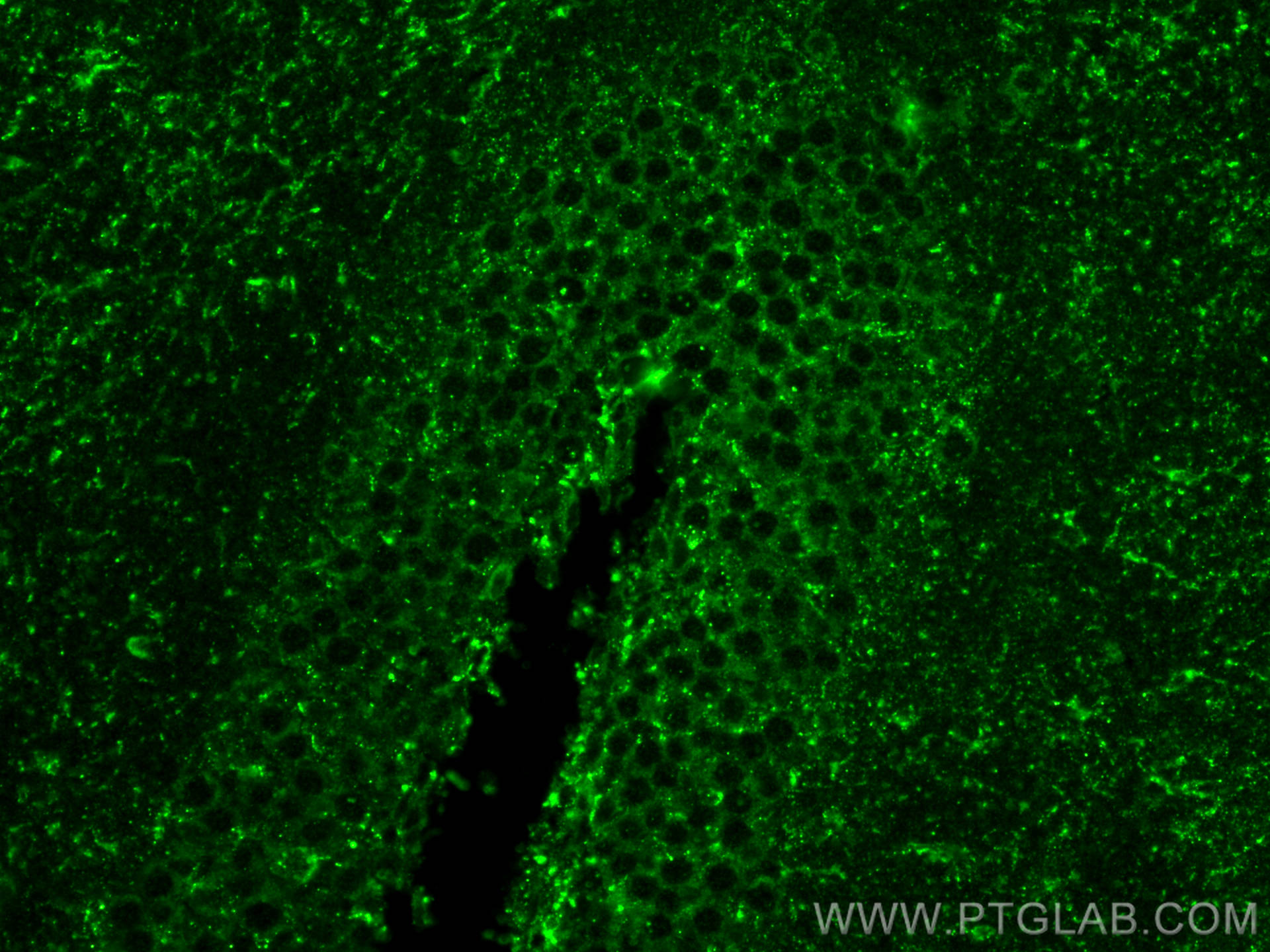 IF Staining of mouse brain using 31486-1-AP (same clone as 31486-1-PBS)