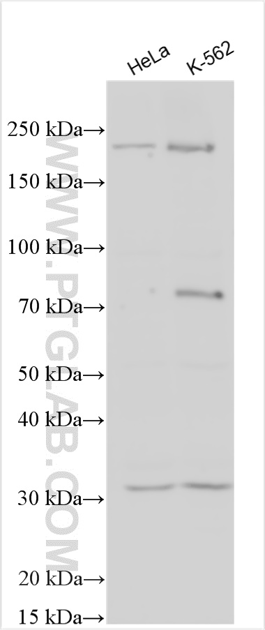 WB analysis using 21287-1-AP