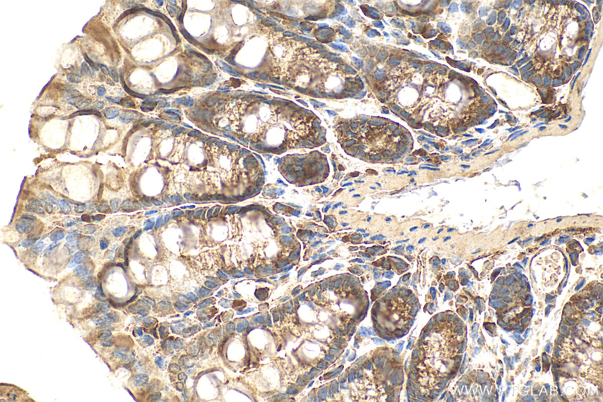 IHC staining of mouse colon using 20458-1-AP