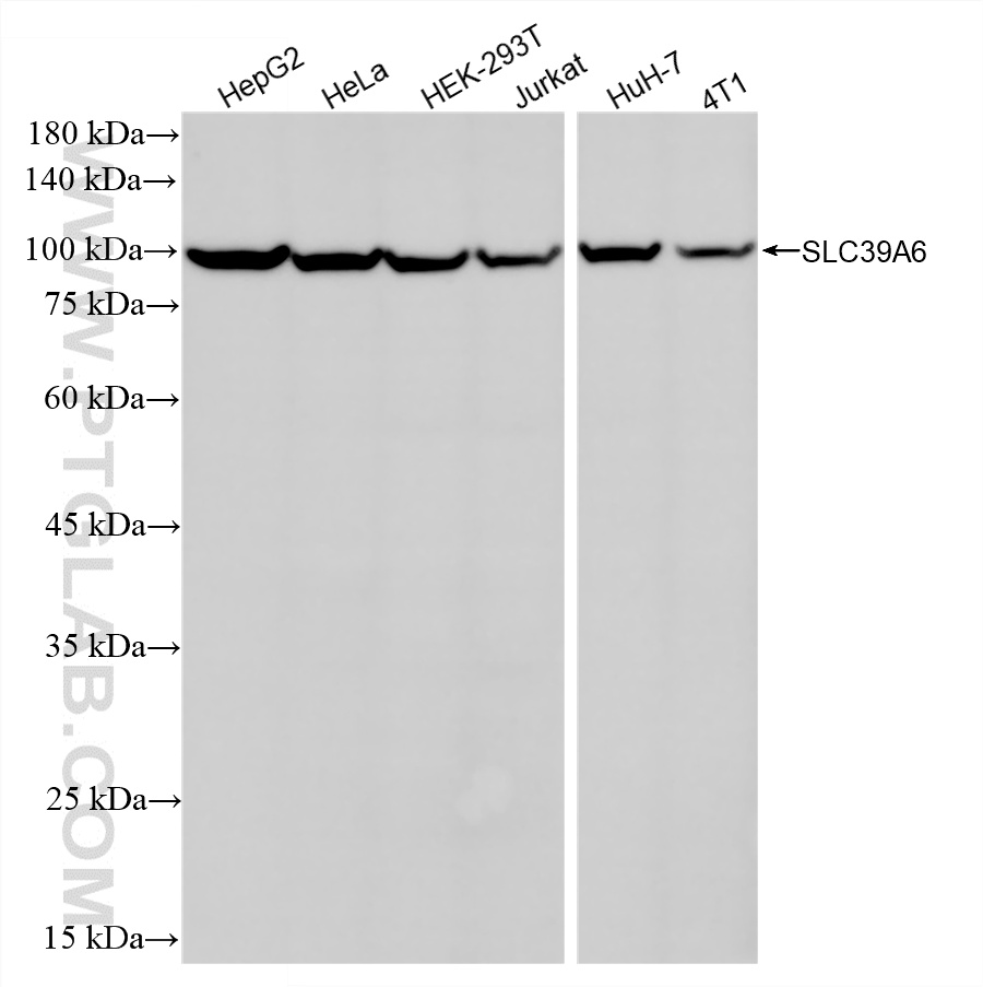 WB analysis using 87340-1-RR