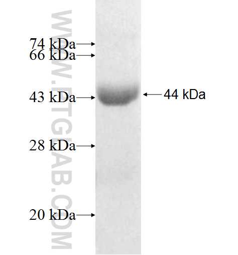 SLC3A1 fusion protein Ag10054 SDS-PAGE