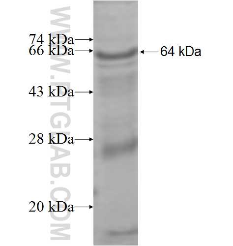 SLC3A1 fusion protein Ag9525 SDS-PAGE