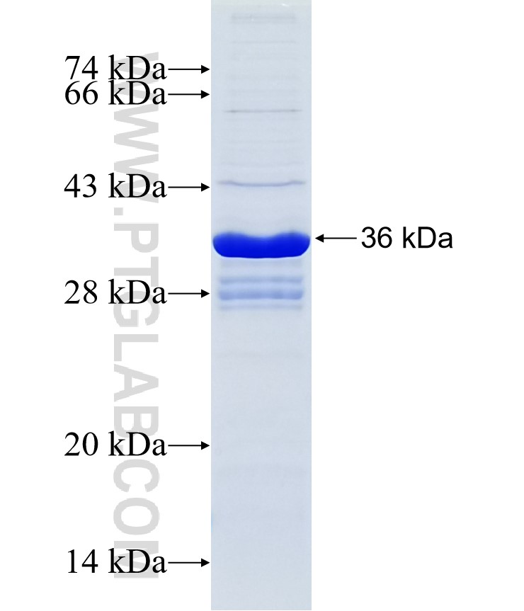 SLC40A1 fusion protein Ag24206 SDS-PAGE