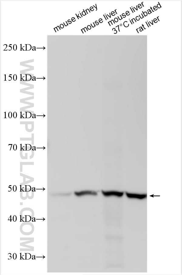 WB analysis using 30031-1-AP