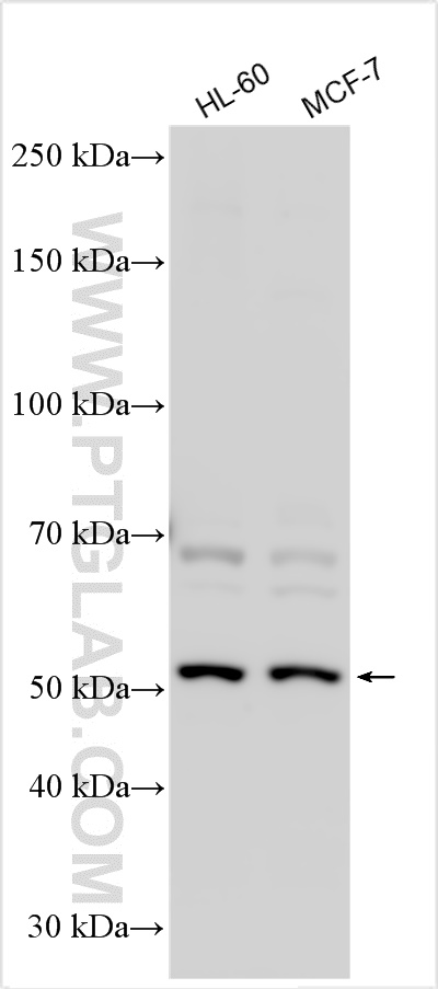 WB analysis using 20131-1-AP