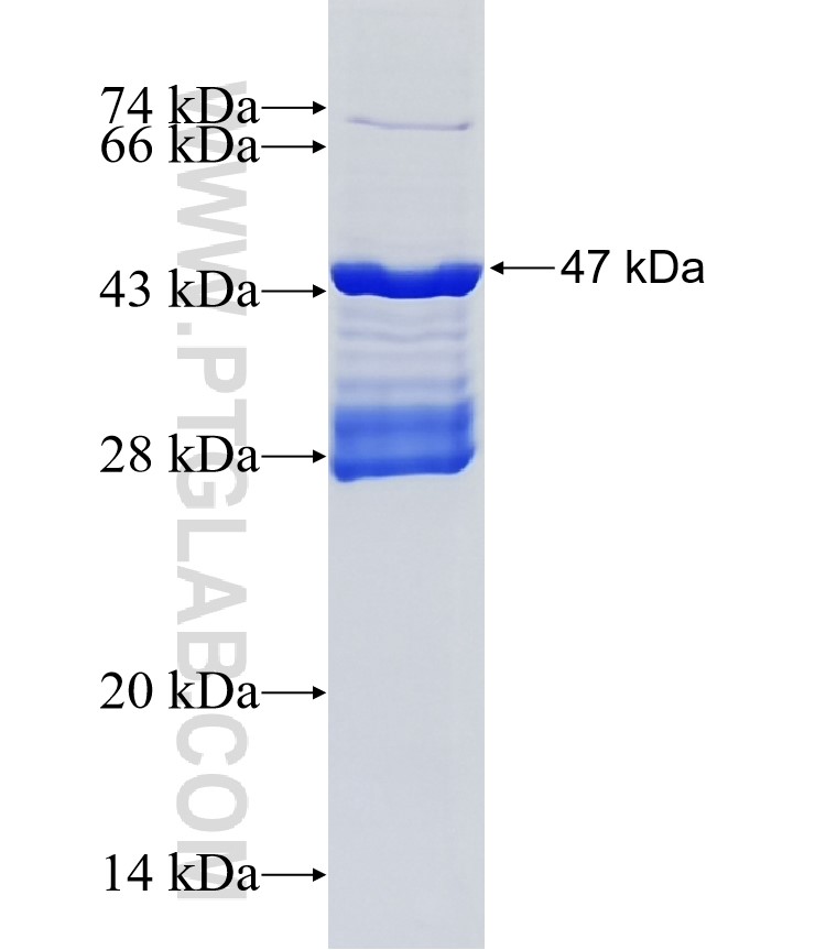 SLC44A1 fusion protein Ag5500 SDS-PAGE