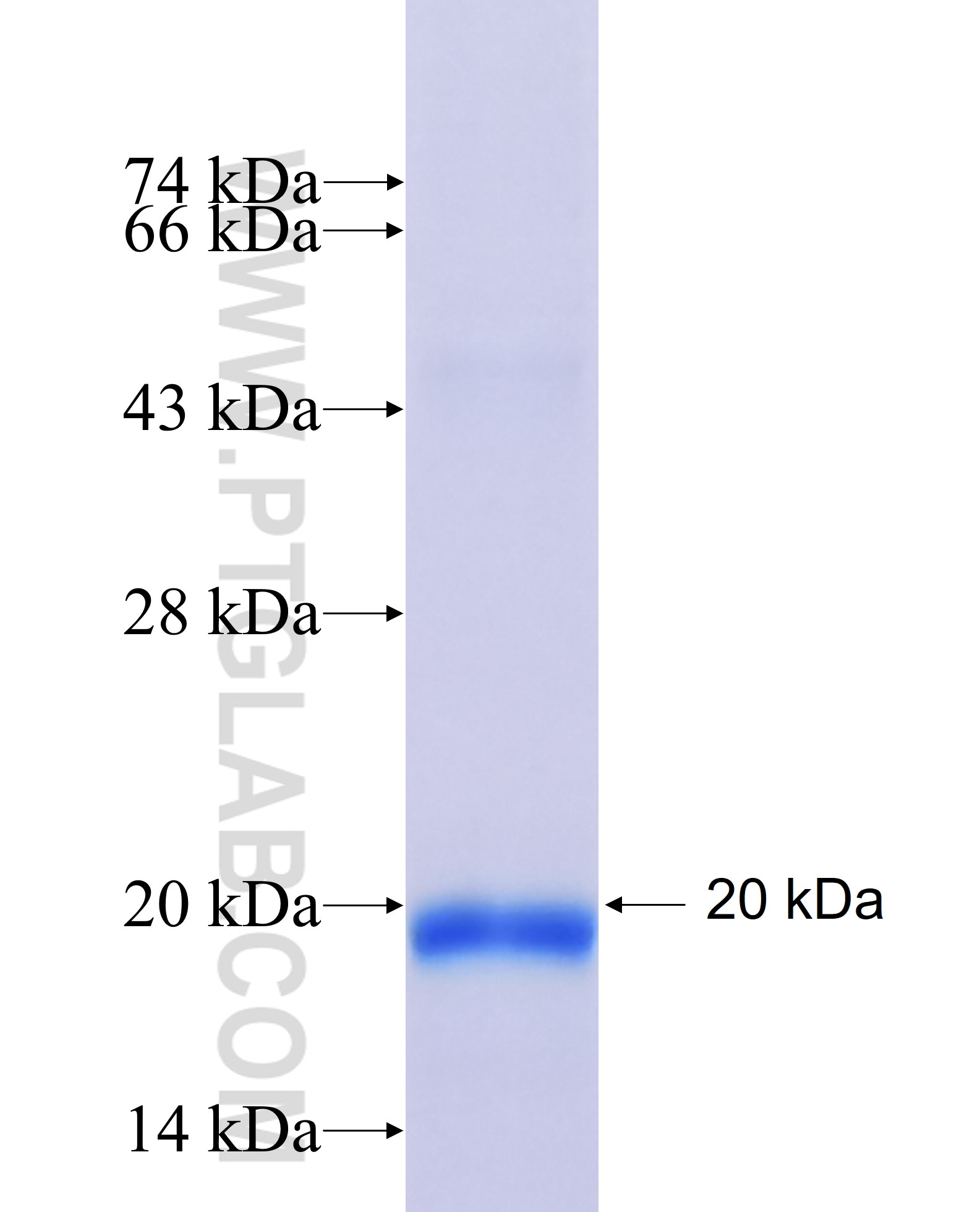 SLC44A1 fusion protein Ag6024 SDS-PAGE