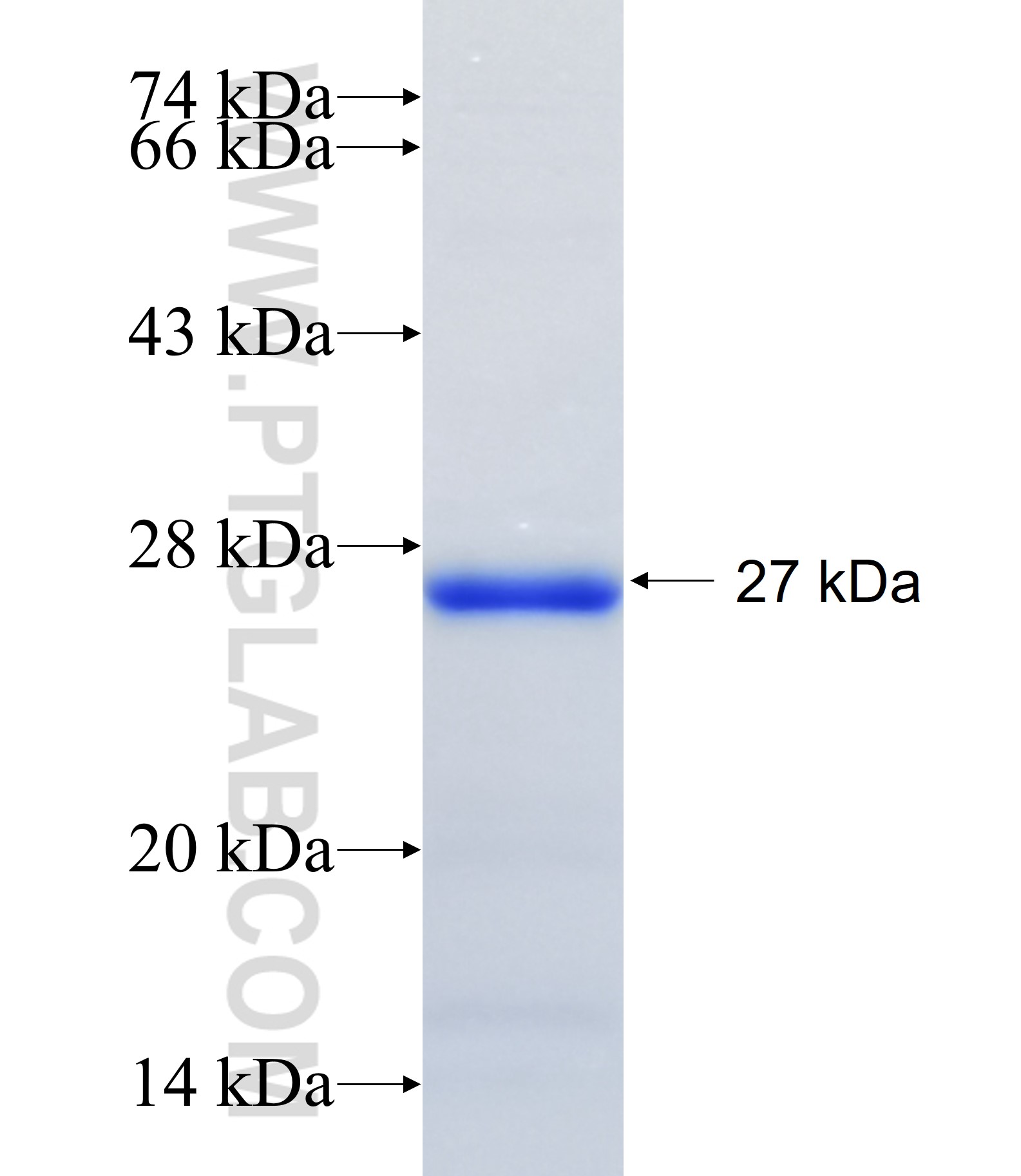 SLC44A4 fusion protein Ag34428 SDS-PAGE