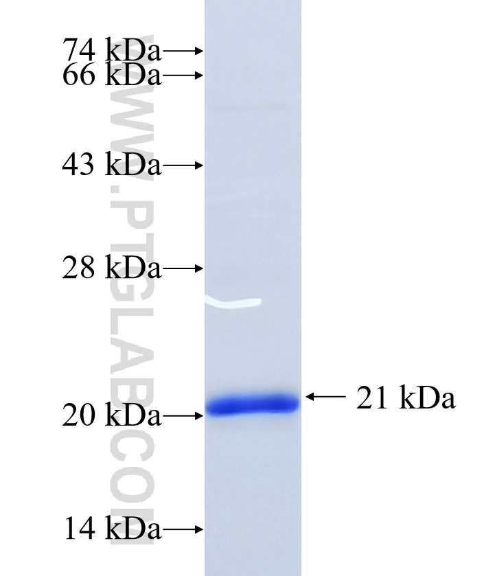 SLC45A1 fusion protein Ag34540 SDS-PAGE
