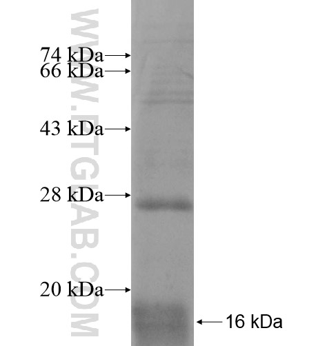SLC48A1 fusion protein Ag14331 SDS-PAGE