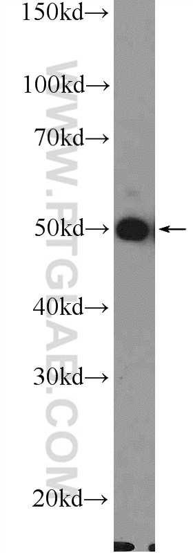 WB analysis of HepG2 using 18566-1-AP