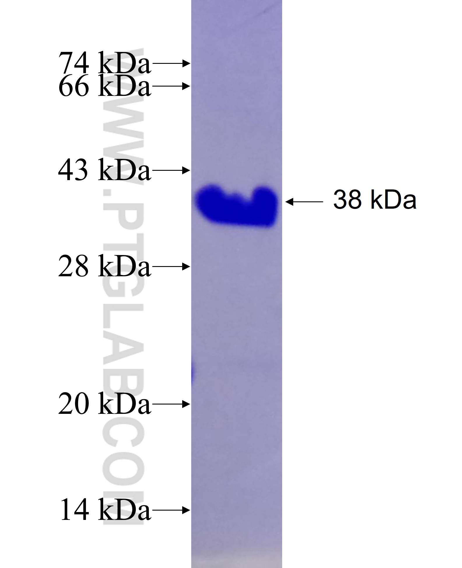 SLC4A1 fusion protein Ag28058 SDS-PAGE