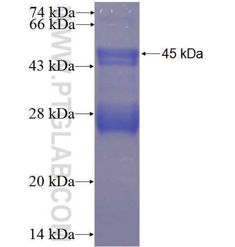 SLC4A2 fusion protein Ag23673 SDS-PAGE