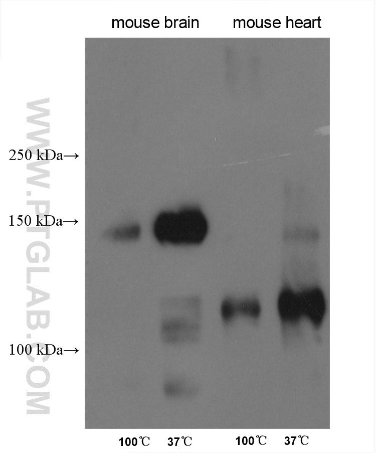 WB analysis using 26883-1-AP