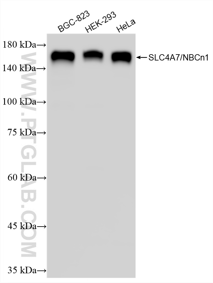 WB analysis using 83676-5-RR (same clone as 83676-5-PBS) WB analysis using 83676-5-RR (same clone as 83676-5-PBS)