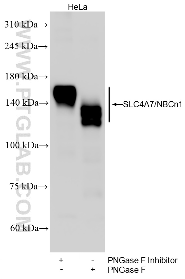 WB analysis of HeLa using 83676-5-RR (same clone as 83676-5-PBS) WB analysis of HeLa using 83676-5-RR (same clone as 83676-5-PBS)