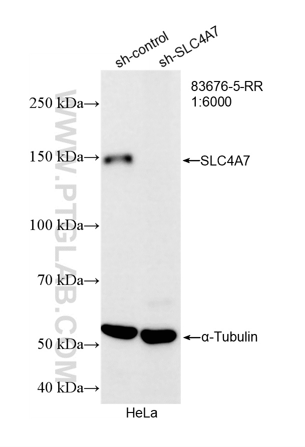 WB analysis of HeLa using 83676-5-RR (same clone as 83676-5-PBS) WB analysis of HeLa using 83676-5-RR (same clone as 83676-5-PBS)