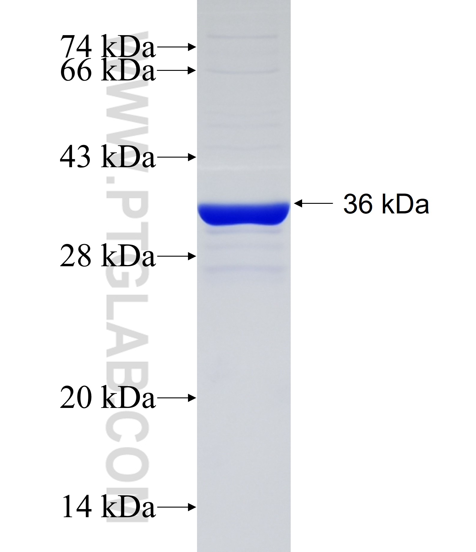 SLC4A9 fusion protein Ag34492 SDS-PAGE