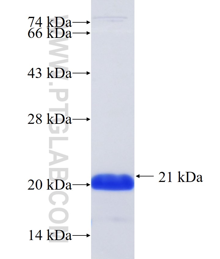 GPR172A fusion protein Ag33263 SDS-PAGE GPR172A fusion protein Ag33263 SDS-PAGE
