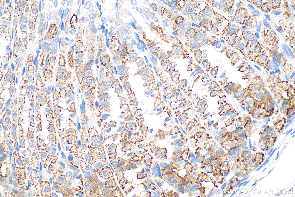IHC staining of mouse stomach using 24324-1-AP