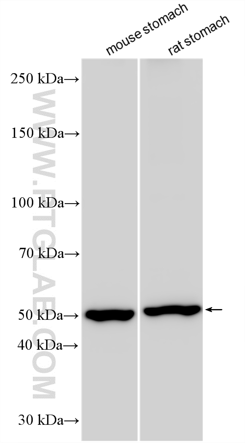 WB analysis using 24324-1-AP