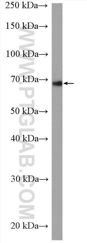 WB analysis of Caco-2 using 26407-1-AP