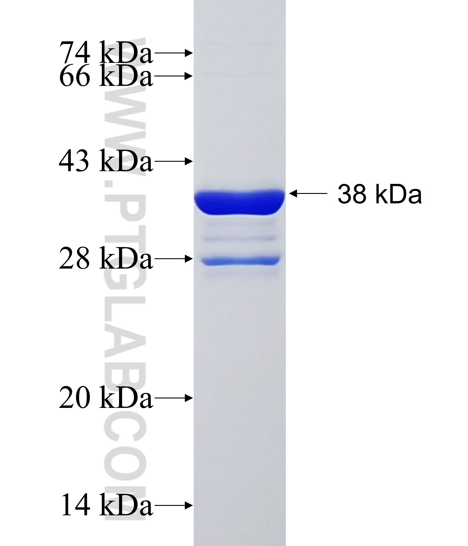 SLC5A7 fusion protein Ag16136 SDS-PAGE