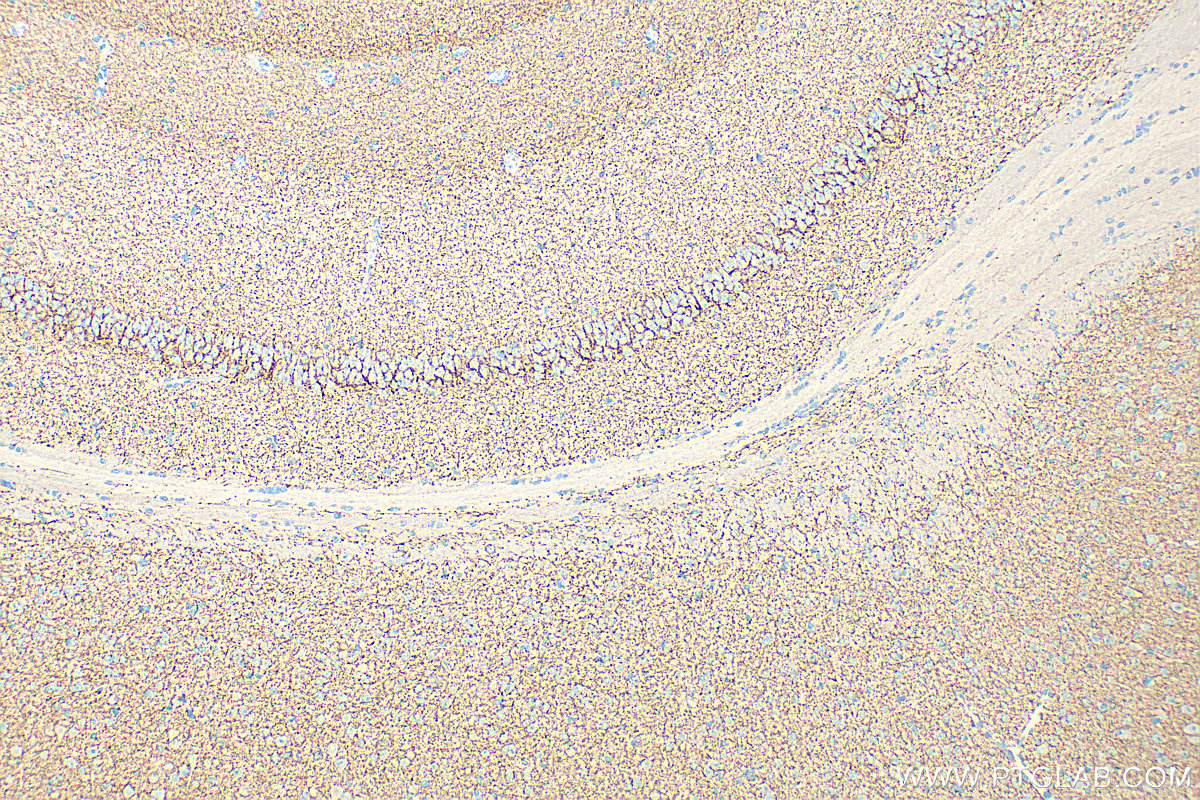 IHC staining of mouse brain using 28488-1-AP
