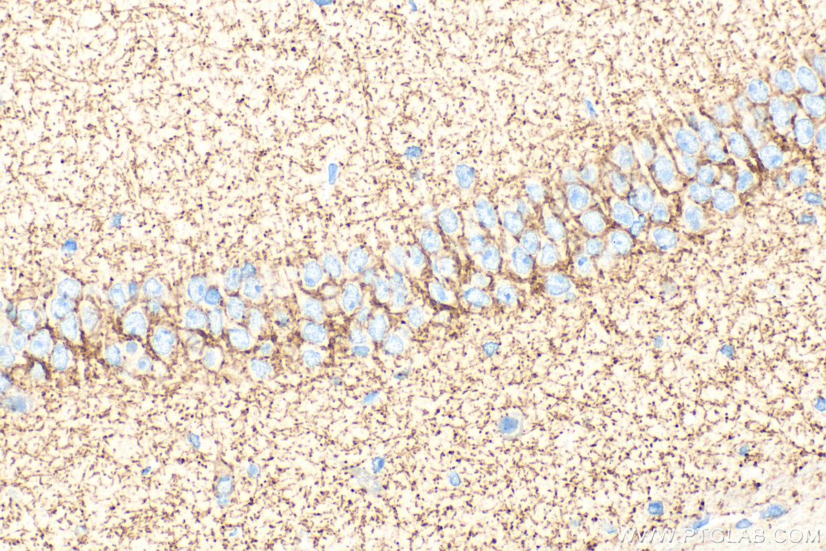 IHC staining of mouse brain using 28488-1-AP