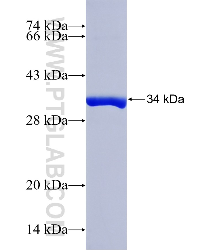 SLC6A1 fusion protein Ag29712 SDS-PAGE