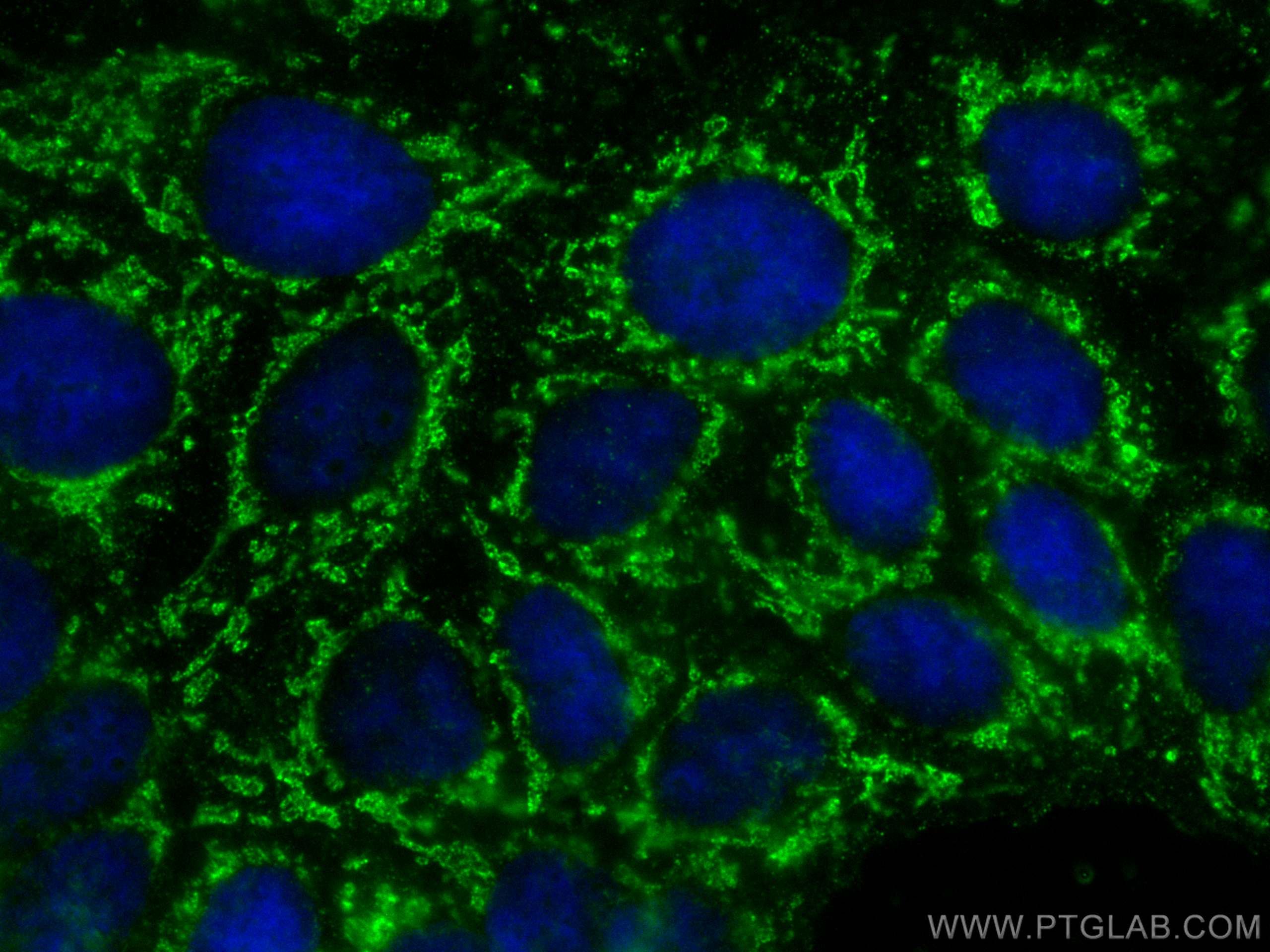 IF Staining of Caco-2 using CL488-67700