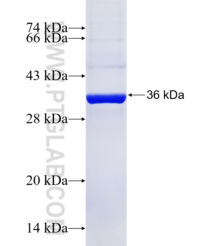 SLC6A17 fusion protein Ag34522 SDS-PAGE