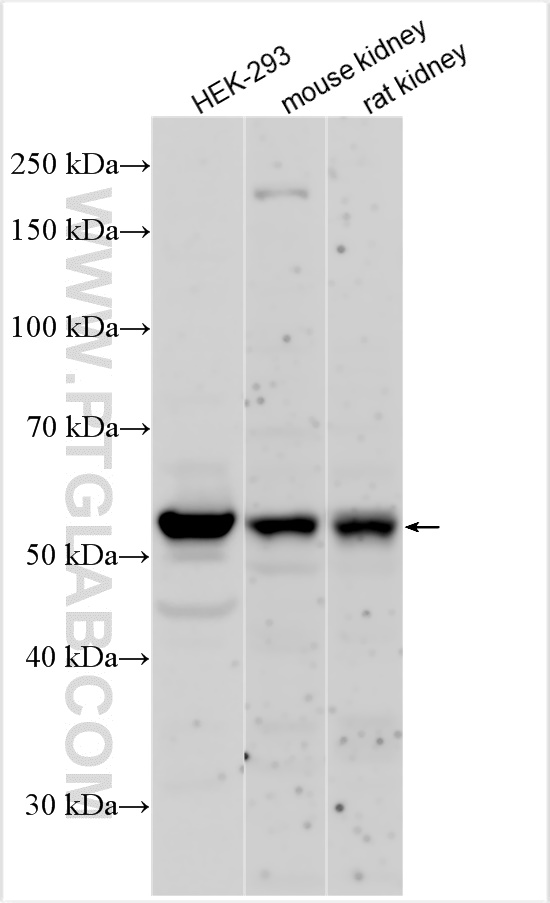 WB analysis using 30843-1-AP