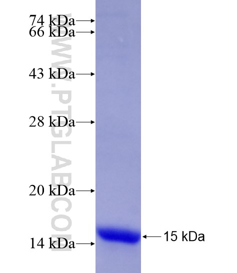 SLC6A3 fusion protein Ag19814 SDS-PAGE