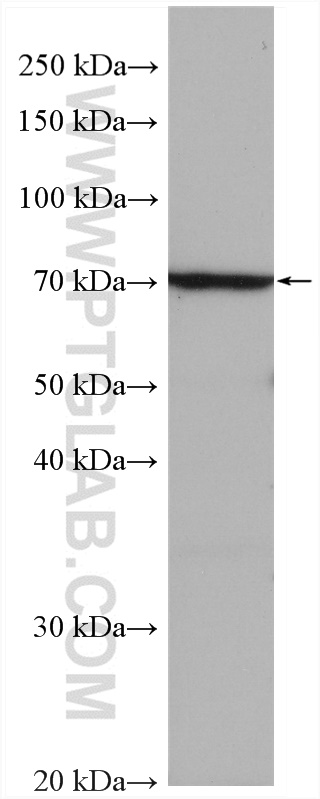 WB analysis using 19559-1-AP