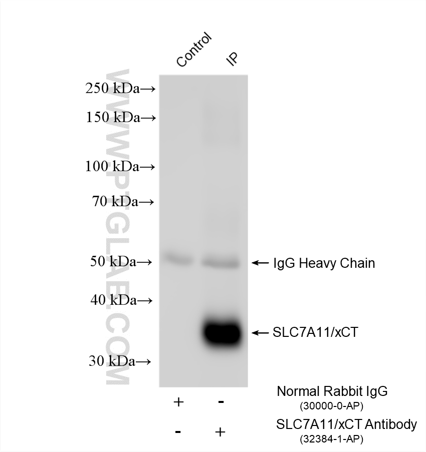 IP result of anti-SLC7A11/xCT (IP:32384-1-AP, 4ug; Detection:32384-1-AP 1:3000) with HeLa cells lysate 1480 ug. IP experiment of HeLa using 32384-1-AP
