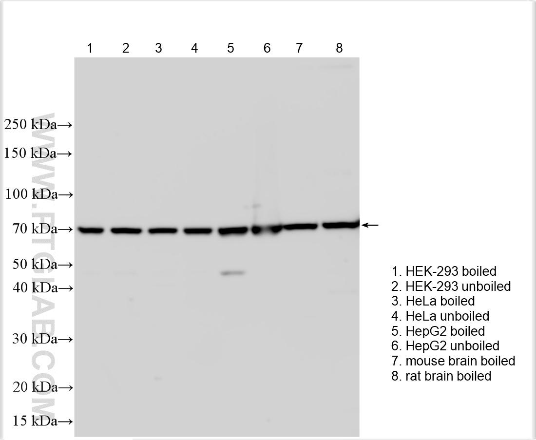 WB analysis using 32384-1-AP