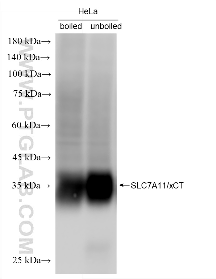 WB analysis of HeLa using 82115-3-RR
