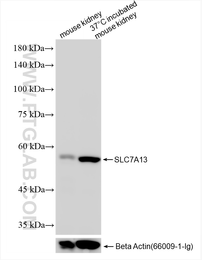 WB analysis using 86078-1-RR