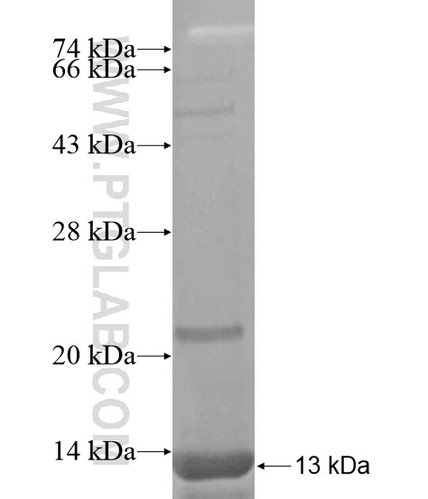 SLC7A13 fusion protein Ag18680 SDS-PAGE SLC7A13 fusion protein Ag18680 SDS-PAGE