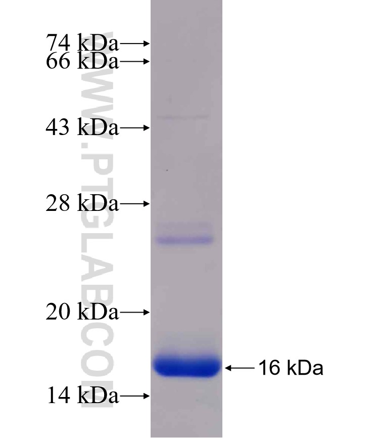 SLC7A3 fusion protein Ag26282 SDS-PAGE